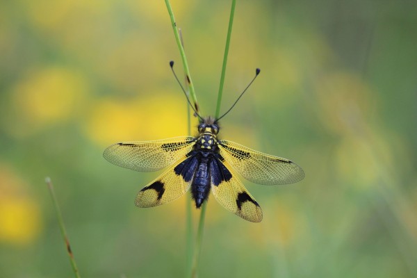 Ascalaphe ambré ©Candy Bellon