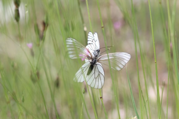 Papillons gazés ©Candy Bellon