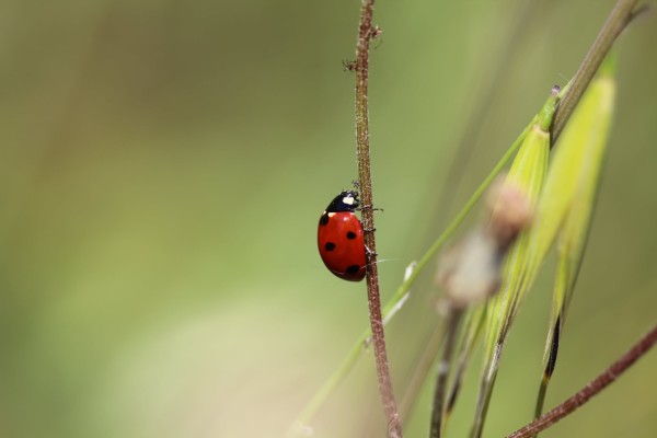 Coccinelle à sept points ©Candy Bellon