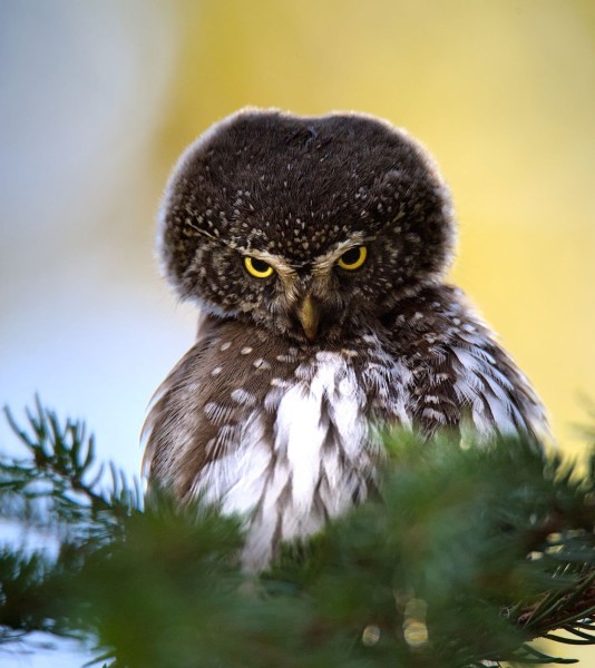 Chevêchette d'Europe © Mathis Morino