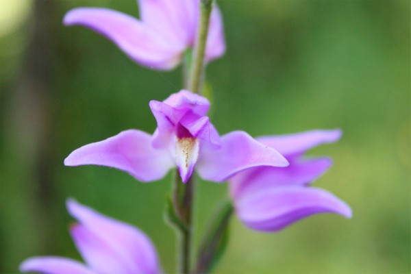 © Clémentine Ageron