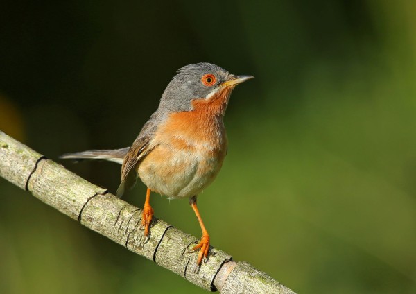 Fauvette Passerinette © Aurelien Audevard