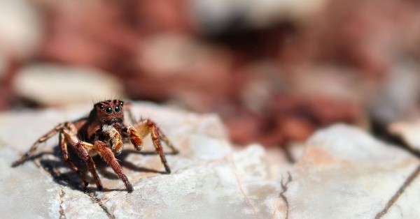 Aelurillus v-insignutus © Nicolas Perronnet