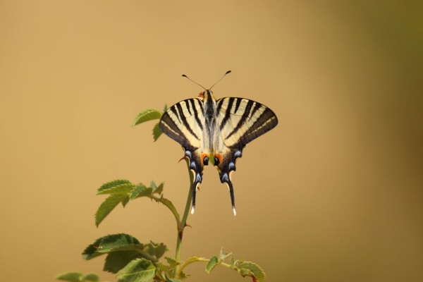 Flambé © Alain Costa