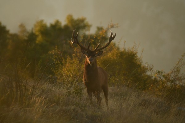 Cerf élaphe © Tom Bettini