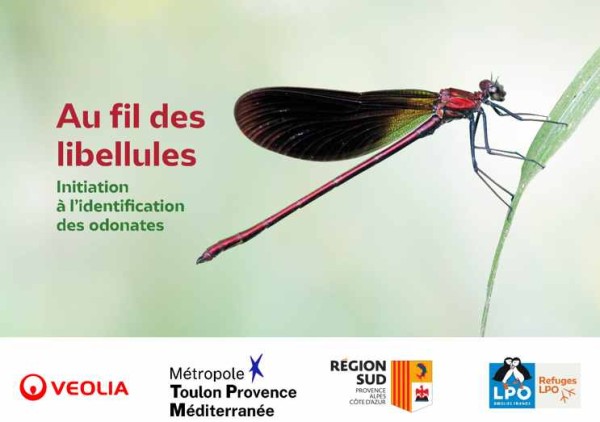 au fil des libellules