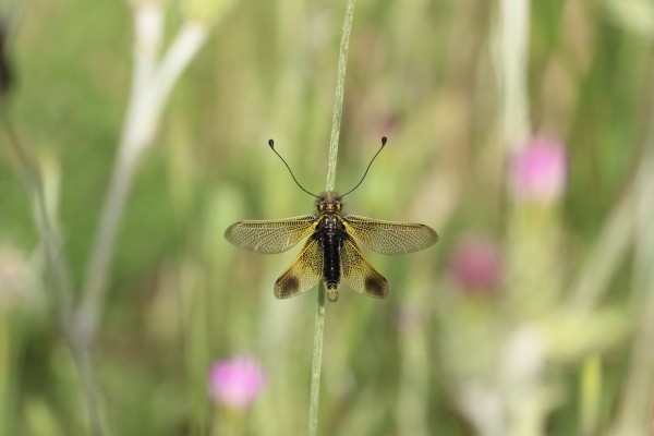 Ascalaphe loriot ©Candy Bellon