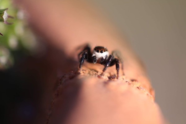 Saltique rayée ©Candy Bellon