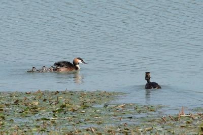 Famille de grèbes huppés