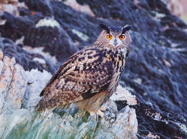 Grand-Duc d'Europe © Norbert Chardon