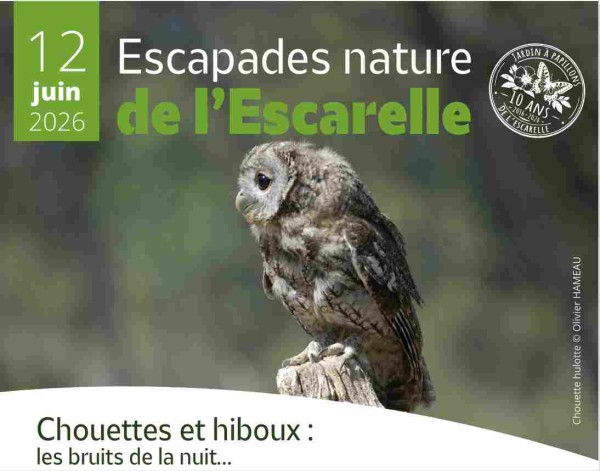 Chouette hulotte © Olivier HAMEAU