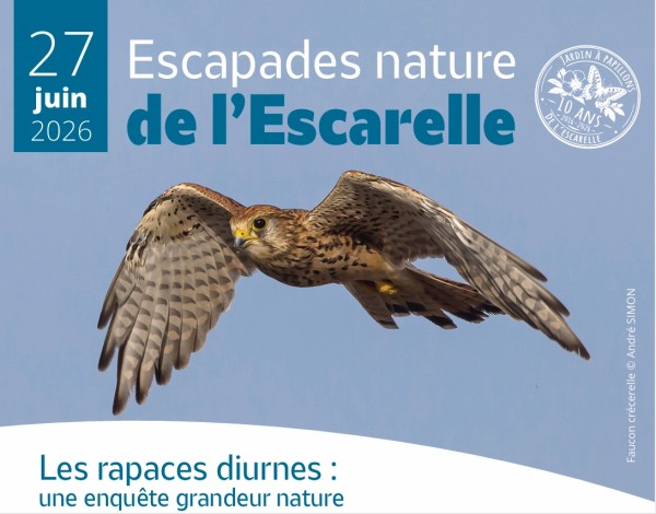 Faucon crécerelle © André SIMON