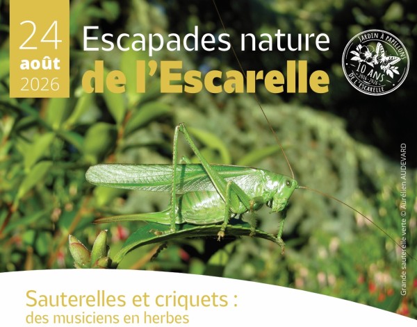 Grande sauterelle verte © Aurélien AUDEVARD