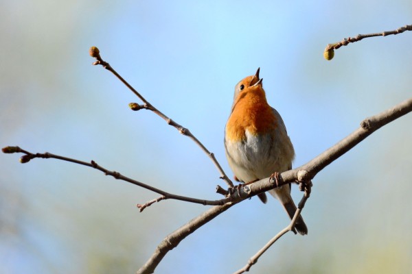 Rougegorge familier © Grégory Delaunay