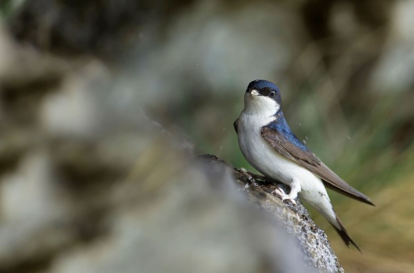 Hirondelle de fenêtre © Robert Balestra