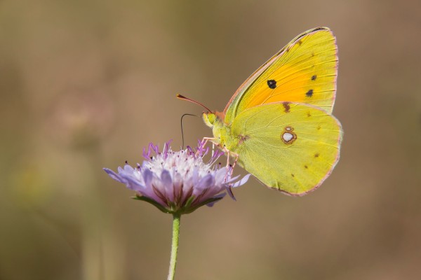 Souci sur Scabieuse @ André Simon