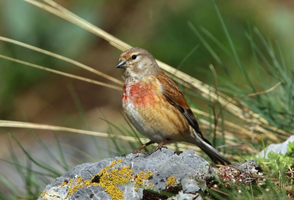 Linotte mélodieuse © Aurélien Audevard