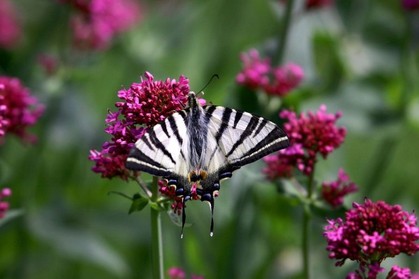 Flambé © Norbert Chardon