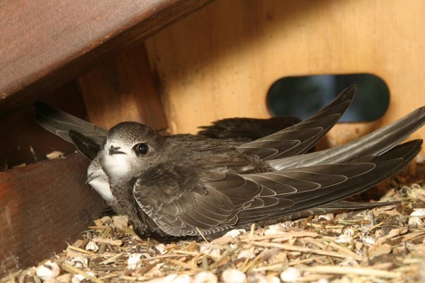 Martinets noirs au nid © Alain Georgy
