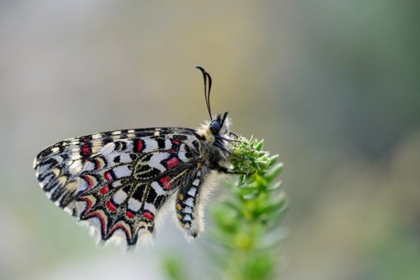 Proserpine ©Agnès de Pinho