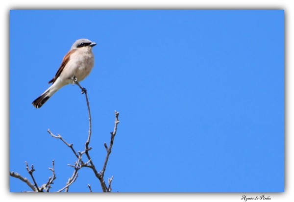 Pie-grièche écorcheur  ©Agnès de Pinho