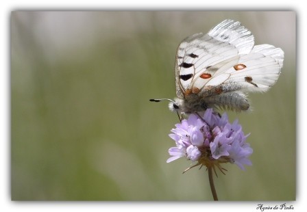 L'Apollon ©Agnès de Pinho