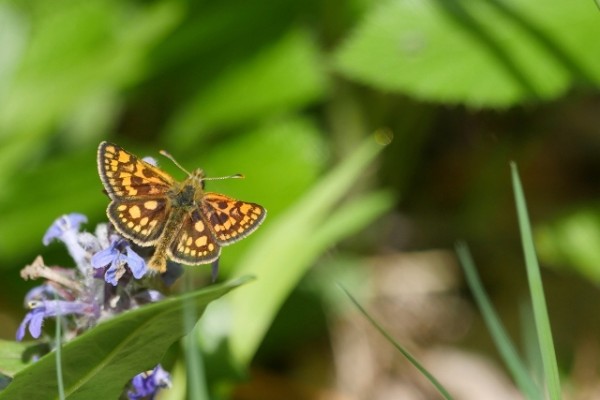 Hespérie échiquier ©Agnès de Pinho