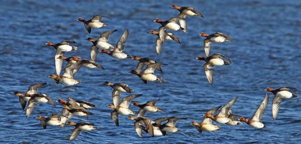Canards siffleurs © Aurélien Audevard
