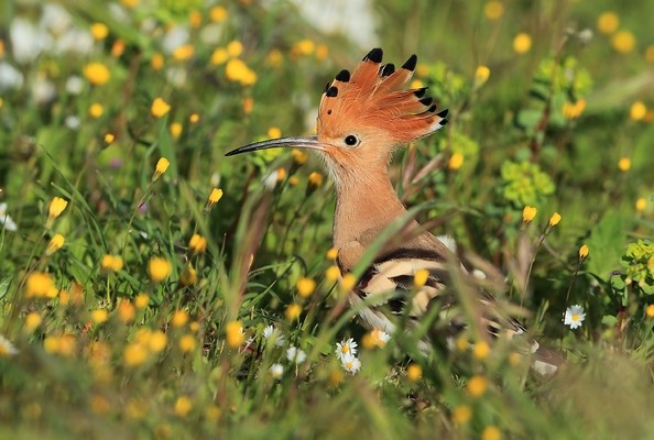 Huppe fasciée © Aurélien Audevard