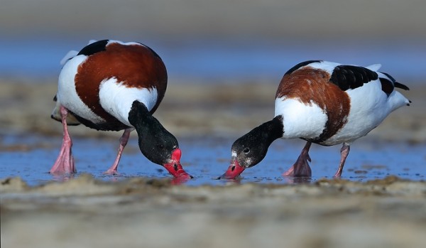 Tadorne de Belon © Aurélien Audevard