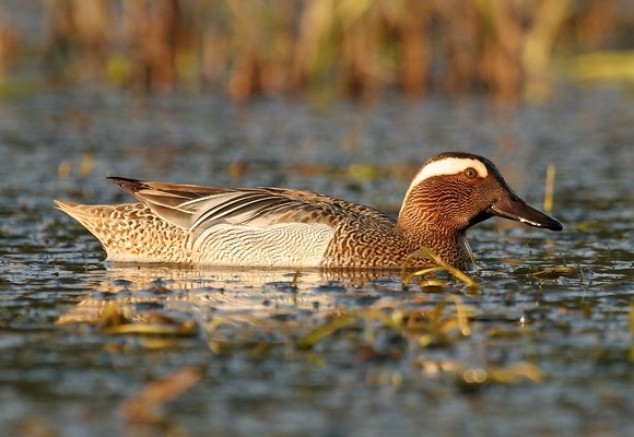 Sarcelle d'été © Aurélien Audevard