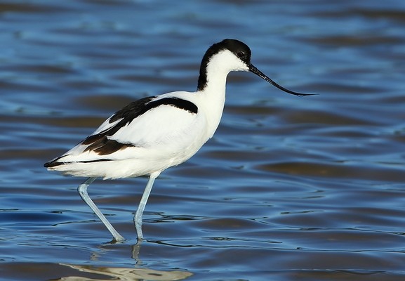 Avocette élégante © Aurélien Audevard