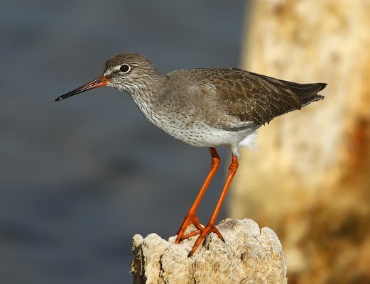 Chevalier gambette © Aurelien Audevard