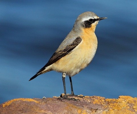 Traquet motteux © Aurélien Audevard