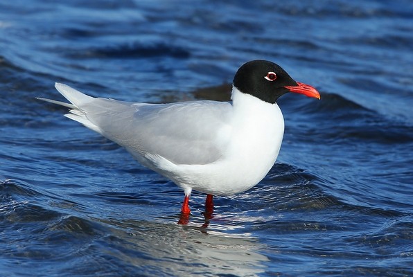 Mouette mélanocéphale © Aurélien Audevard