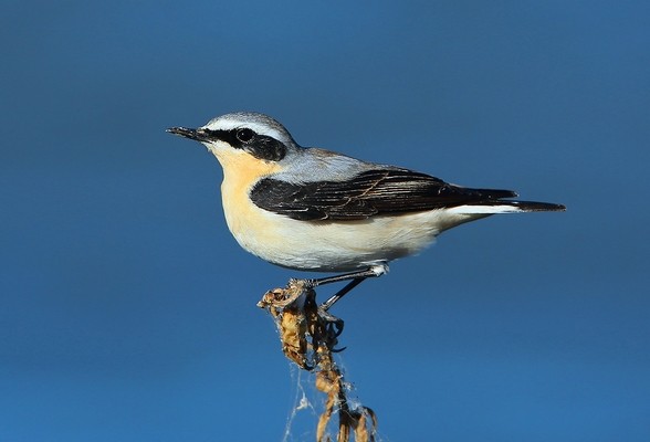 Traquet motteux © Aurélien Audevard
