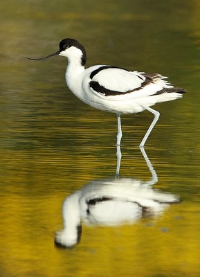 Avocettes élégantes © Aurélien Audevard