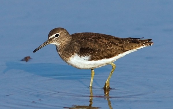 Chevalier culblanc © Aurélien Audevard