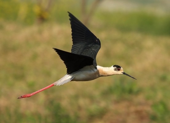 Echasse blanche © Aurélien Audevard