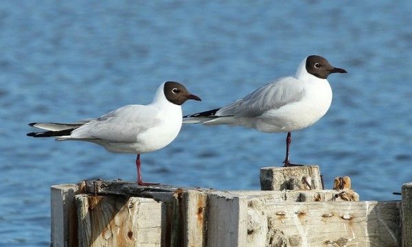Mouettes rieuses © Aurélien Audevard