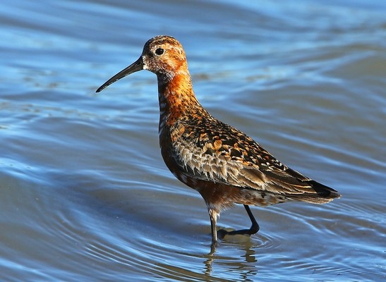 Bécasseau cocorli © Aurélien Audevard