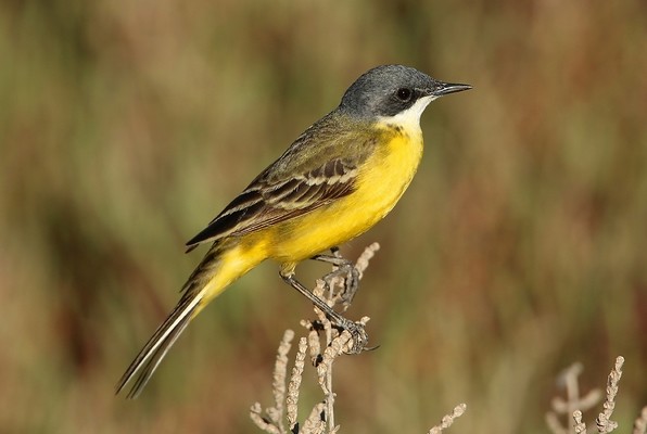 Bergeronnette printaniere © Aurélien Audevard