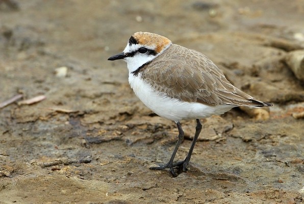 Gravelot à collier interrompu © Aurélien Audevard