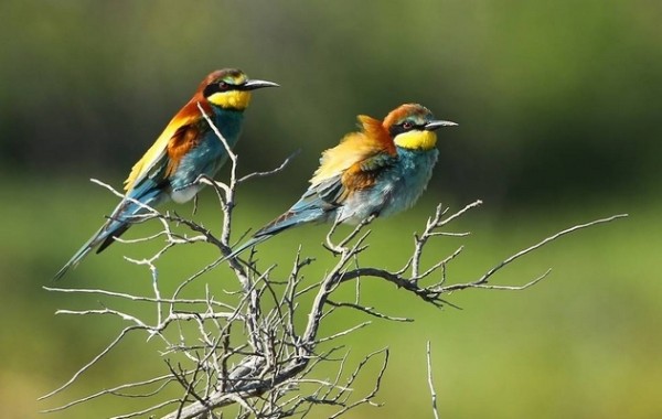 Guêpiers d'Europe © Aurélien Audevard