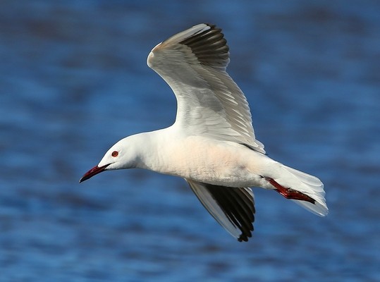 Goéland railleur  © Aurélien Audevard