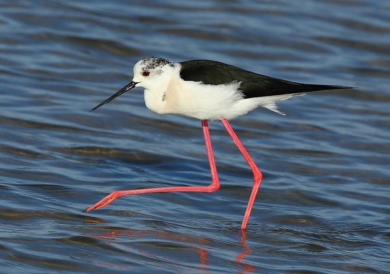 Echasse blanche © Aurélien Audevard