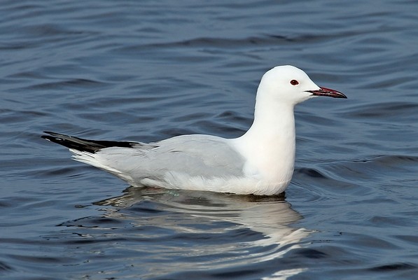 Goéland railleur © Aurélien Audevard