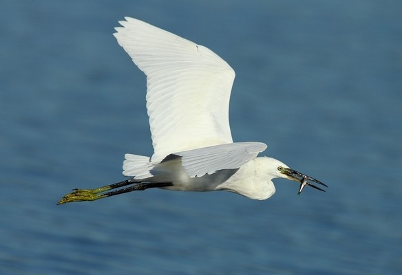 Aigrette garzette © Aurélien Audevard