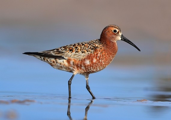 Bécasseau cocorli © Aurélien Audevard