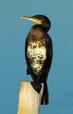 Grand cormoran © Aurélien Audevard
